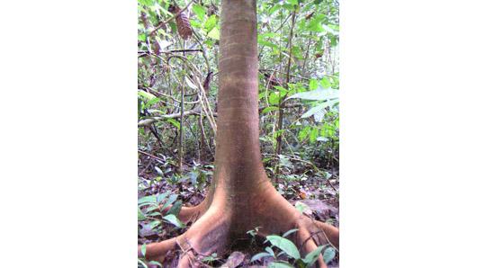 Parkia bicolor