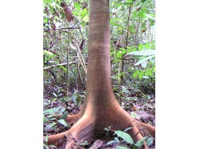 Parkia bicolor