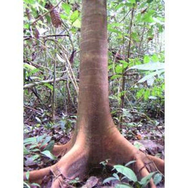 Parkia bicolor