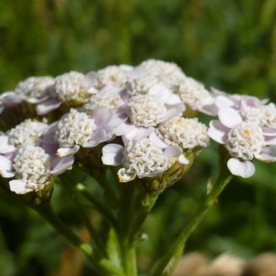 Achillea roseo-alba — flower