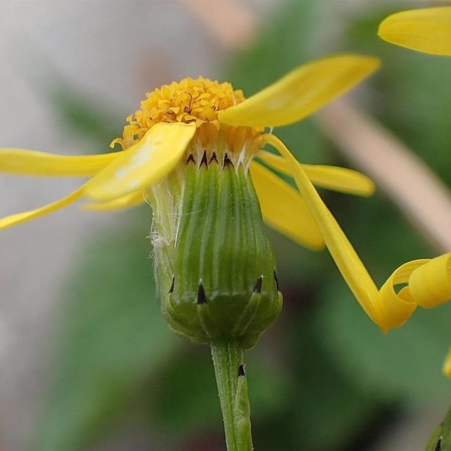 Senecio squalidus — flower