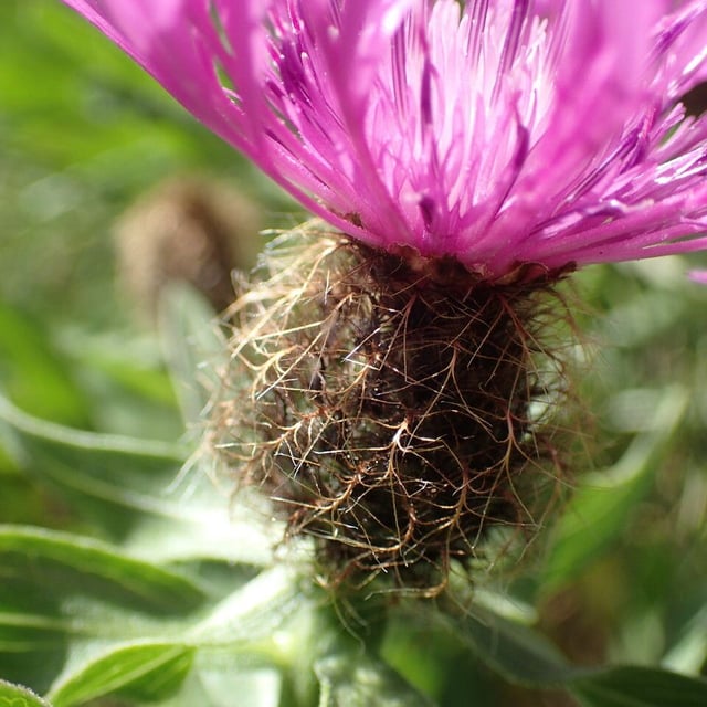 Centaurea uniflora — flower