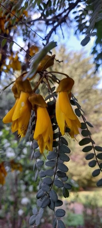Kowhai