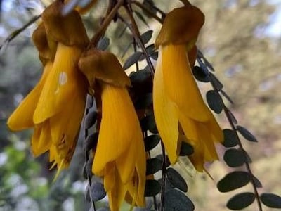 Kowhai