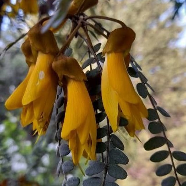 Kowhai