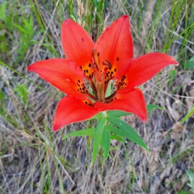 Lilium philadelphicum — flower