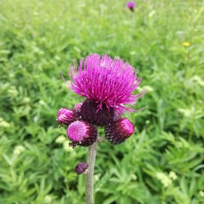 Cirsium rivulare — flower