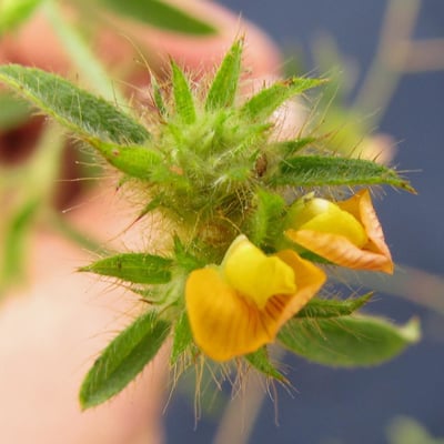 Stylosanthes guianensis — flower