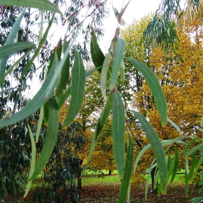 Eucalyptus rubida — leaf