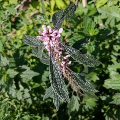 Leonurus cardiaca — flower