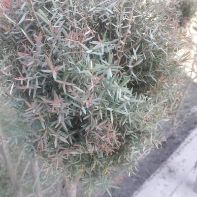 Melaleuca linariifolia — flower