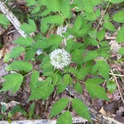 Actaea pachypoda — flower