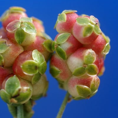 Sarcopoterium spinosum — flower
