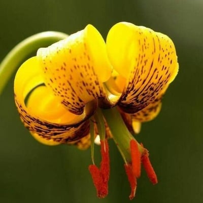 Lilium pyrenaicum — flower