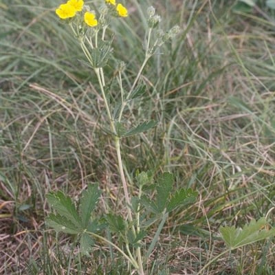 Potentilla inclinata — habit