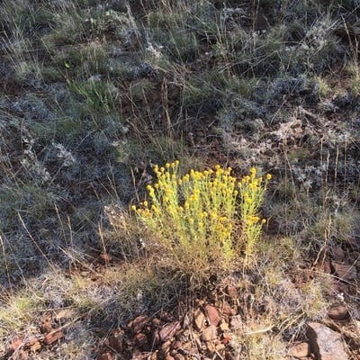 Chrysothamnus viscidiflorus — flower