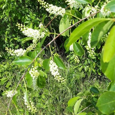 Prunus serotina — flower