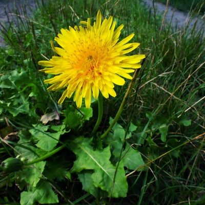 Taraxacum dissectum — flower