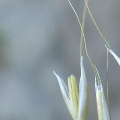 Calamagrostis varia — flower