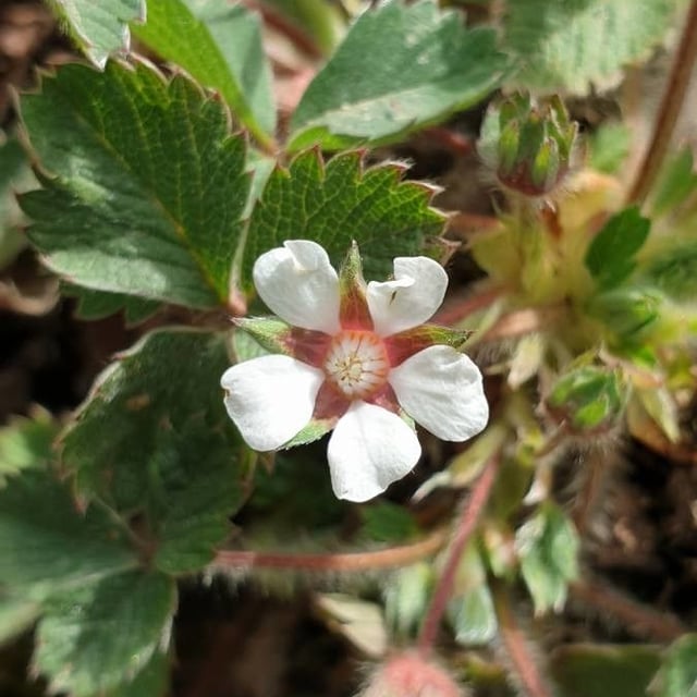 Potentilla micrantha — flower