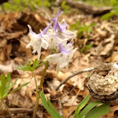 Delphinium tricorne — flower