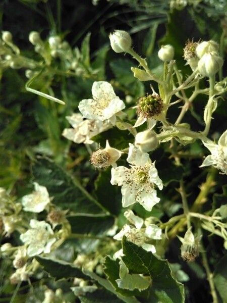 Rubus montanus