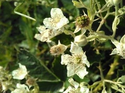 Rubus montanus