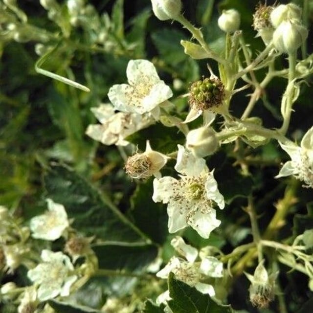 Rubus montanus — flower