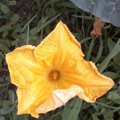 Cucurbita pepo — flower