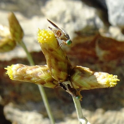 Phagnalon sordidum — flower