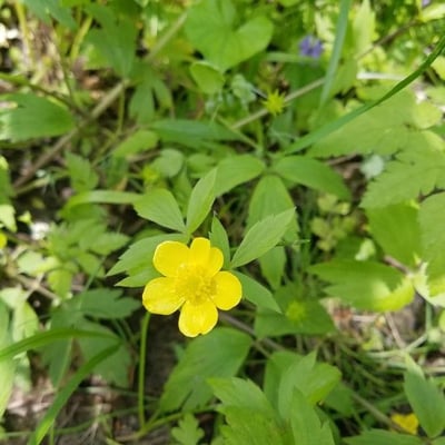 Ranunculus hispidus — flower