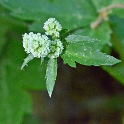 Sanicula europaea — flower