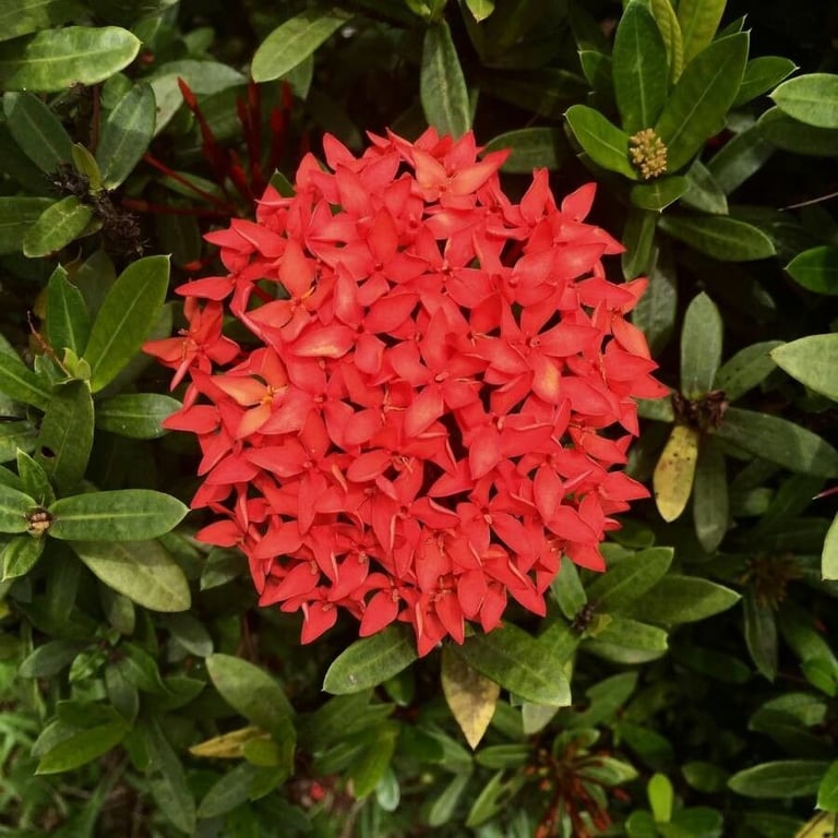 Flame-of-the-woods