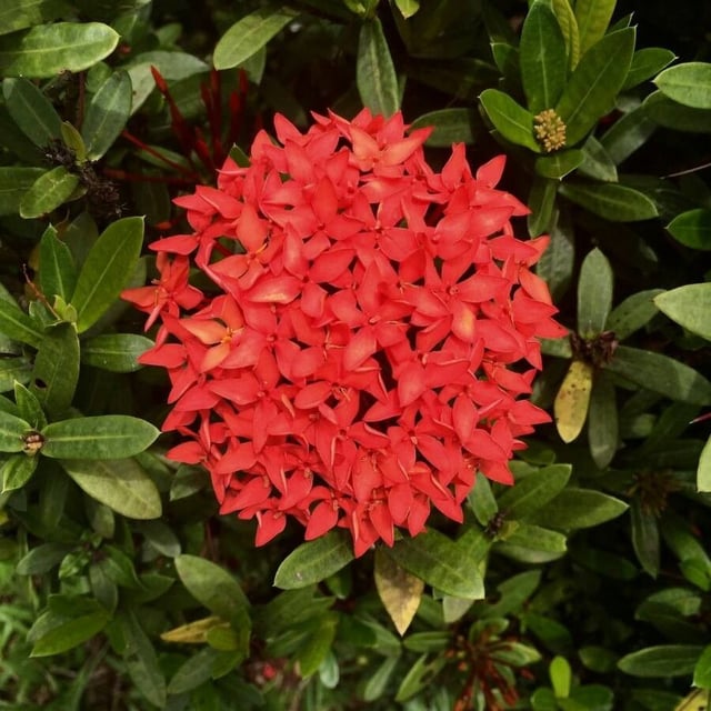 Flame-of-the-woods