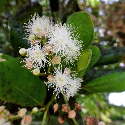 Pimenta racemosa — flower