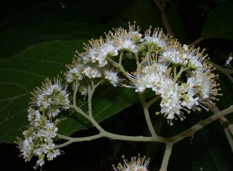 Callicarpa acuminata