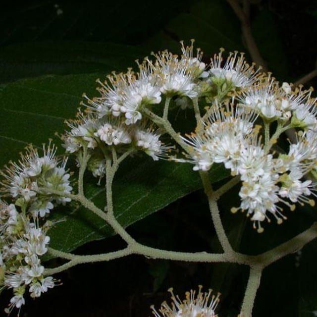 Callicarpa acuminata