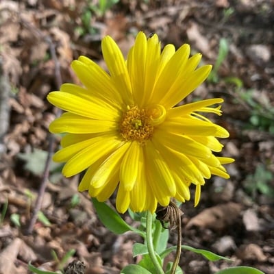 Calendula suffruticosa — flower