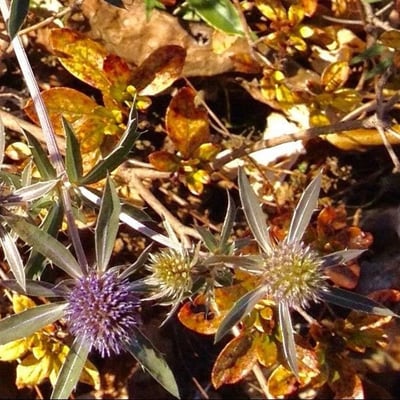 Eryngium campestre — flower