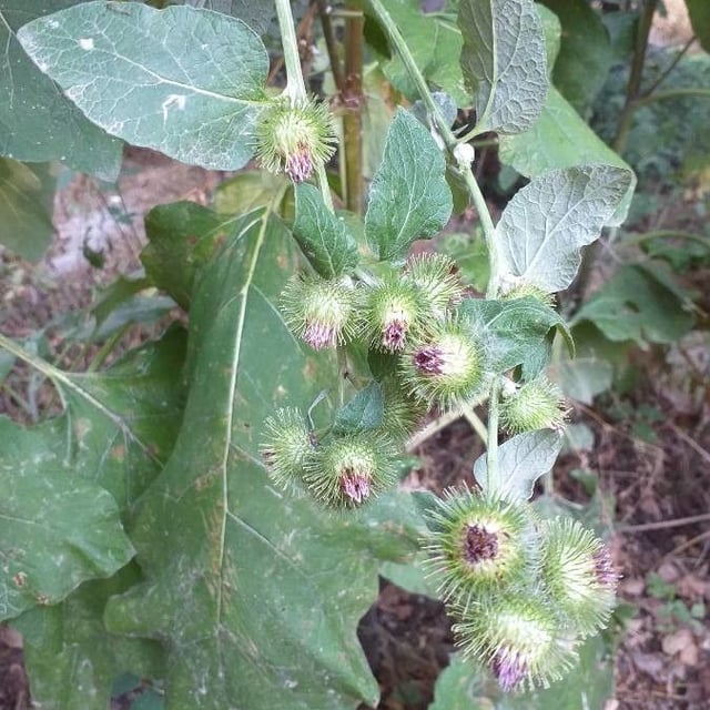 Arctium minus — flower