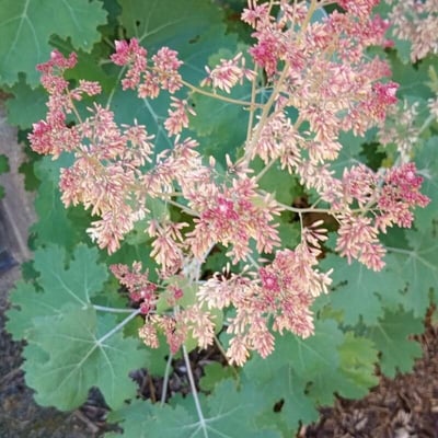 Macleaya cordata — flower