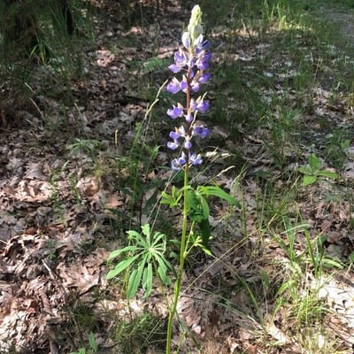 Lupinus perennis — flower