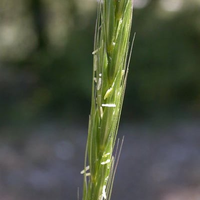Elymus glaucus — habit