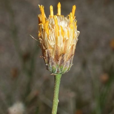 Bebbia juncea — flower