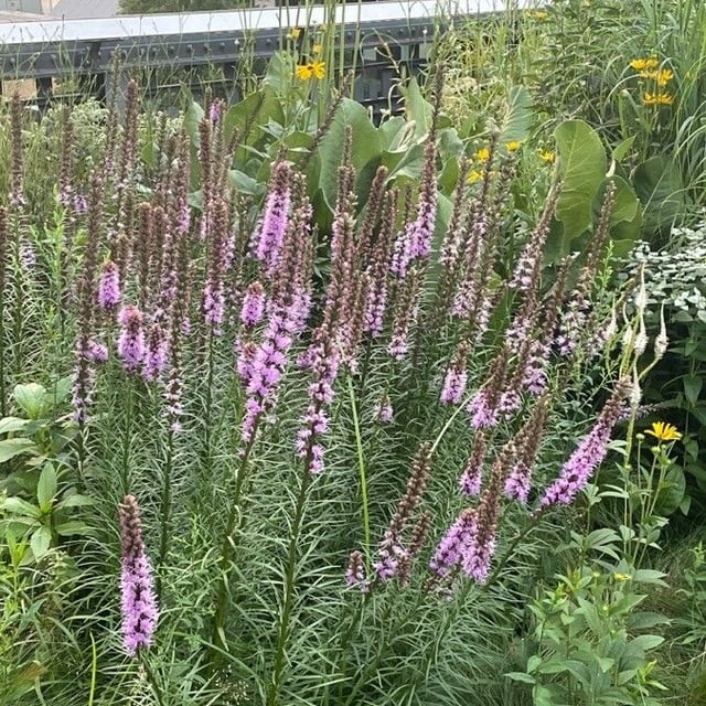 Liatris pycnostachya — flower