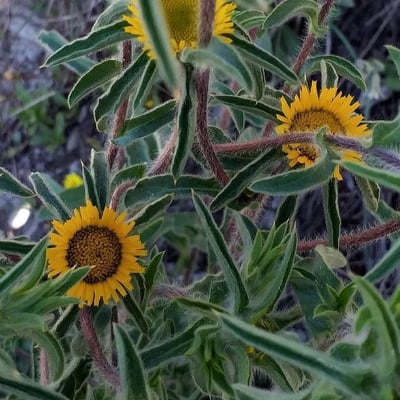 Pallenis spinosa — flower
