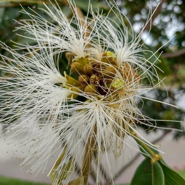 Inga vera — flower