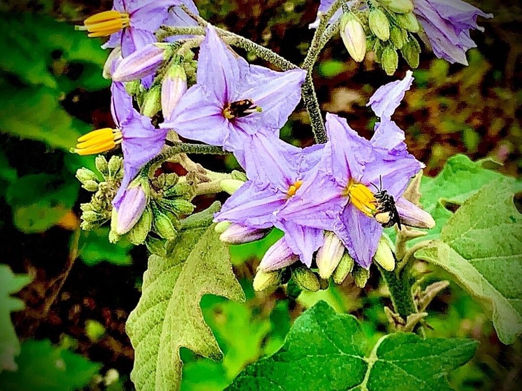 Solanum violaceum