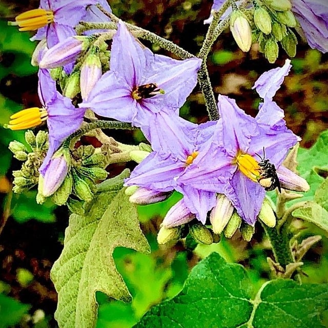 Solanum violaceum