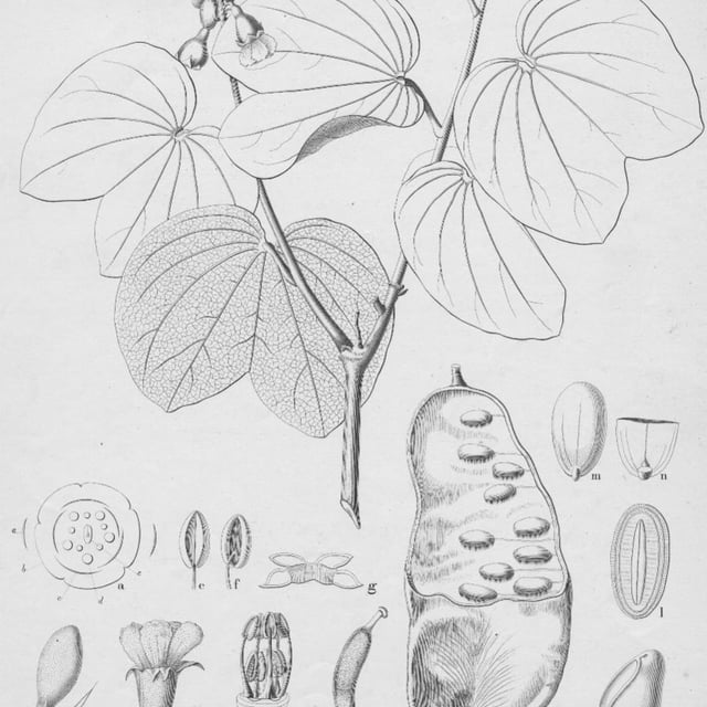 Piliostigma reticulatum
